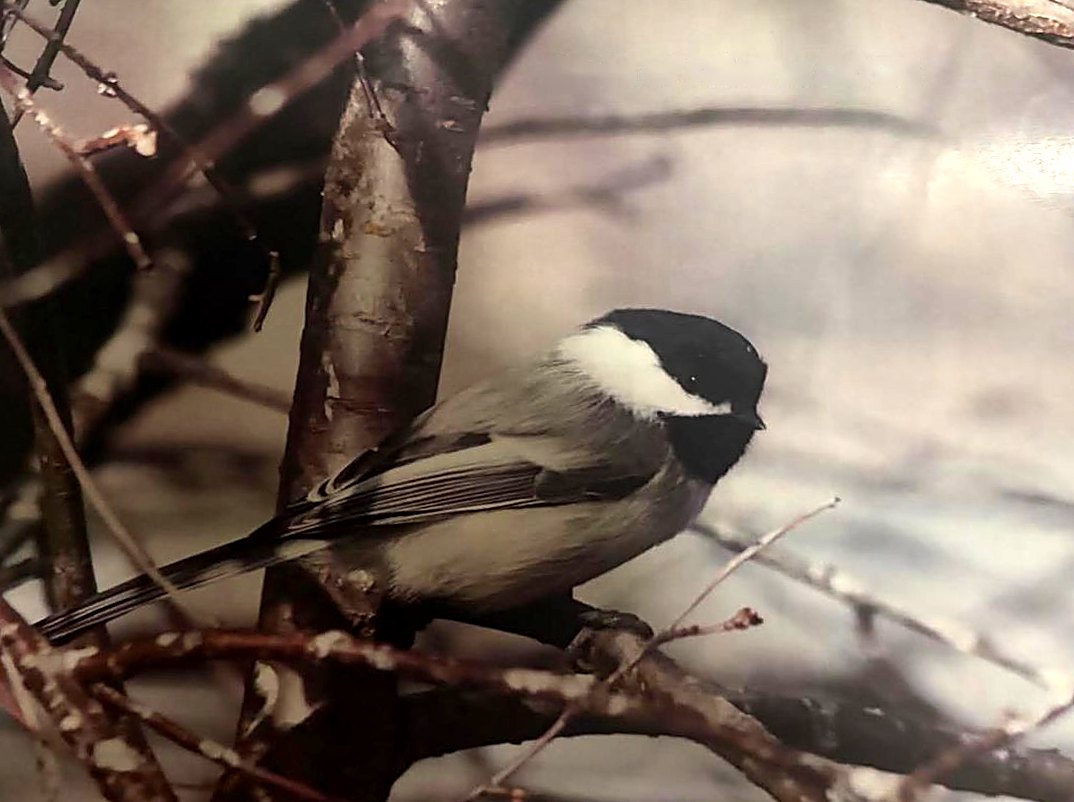 A black-capped chickadee perched among bare winter branches