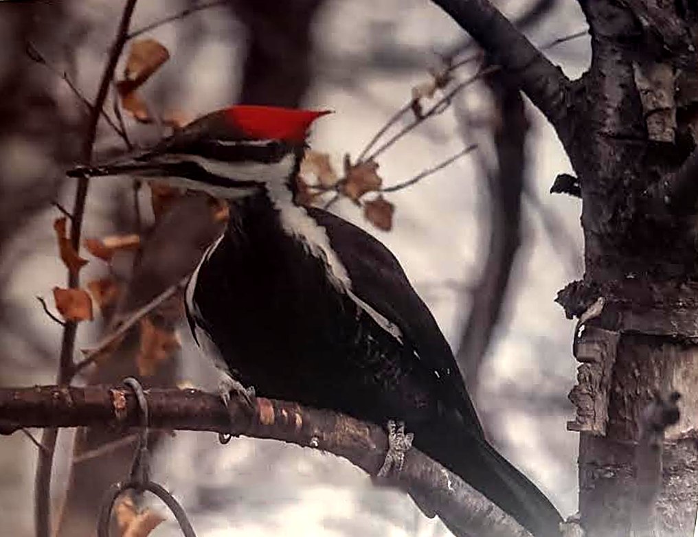 A pileated woodpecker with its bright red crest on a branch beside a birch trunk