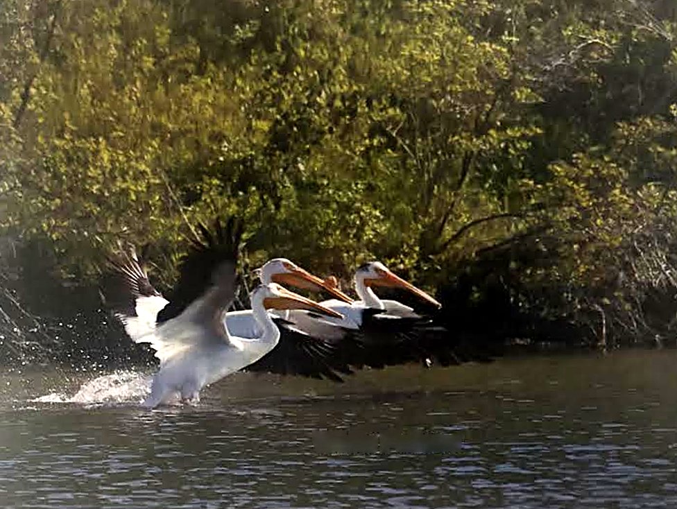 Three white pelicans lifting off the water in front of green trees